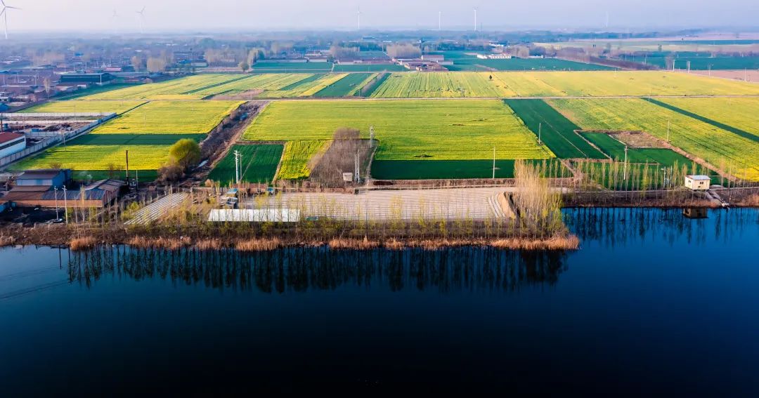 故城油菜花海地址图片